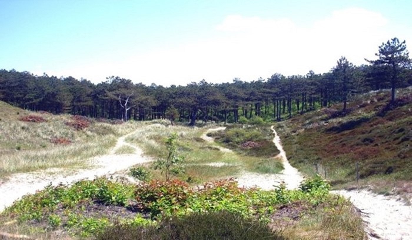 duin en bos